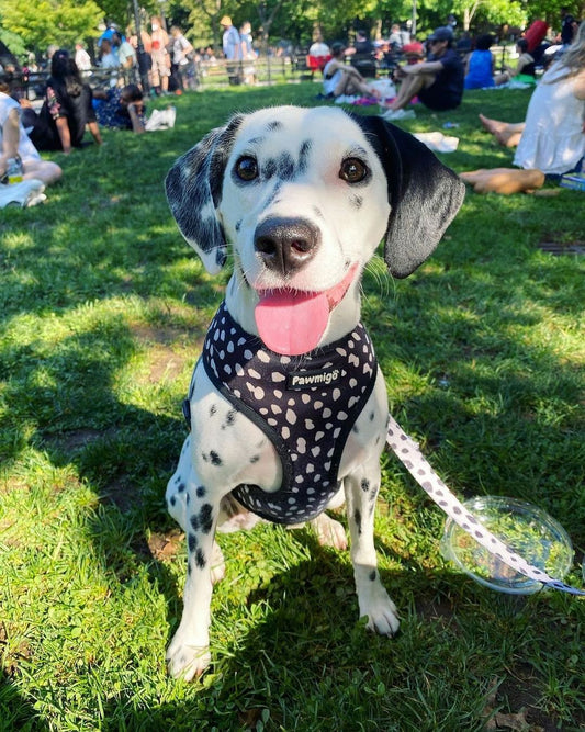 Polka Dog Reversible Harness Dog Harness | Purrfect Pet Kingdom