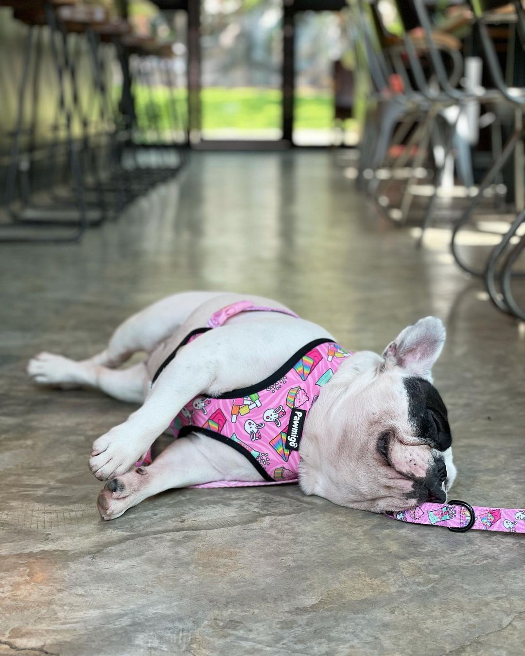 Slumber Pawty Leash Kit - Leash Kit - Pawmigo