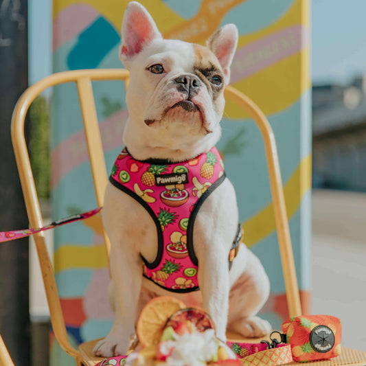 Snack Shack Reversible Harness - Dog Harnesses - Pawmigo