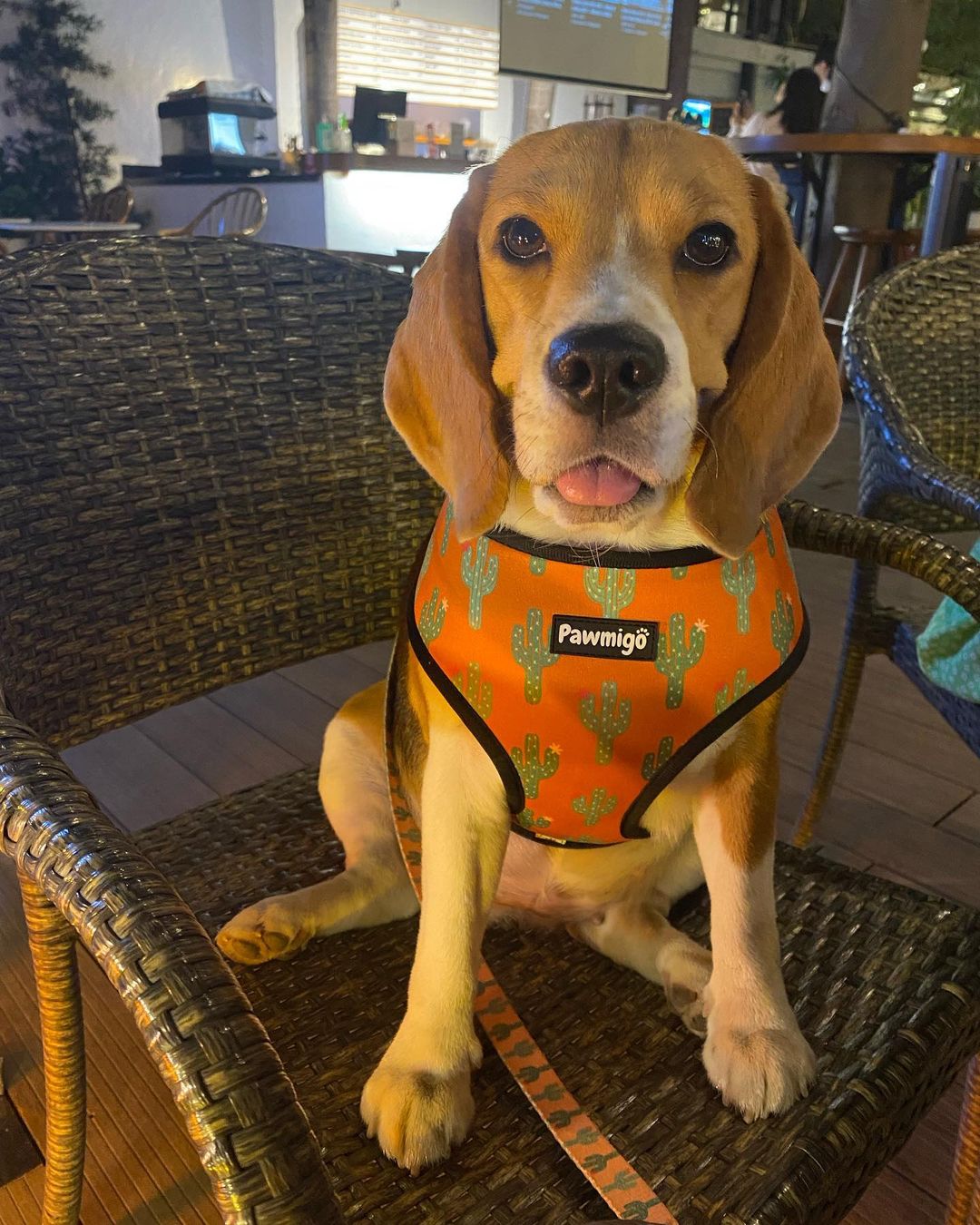 Succa For You Leash Kit - Leash Kit - Pawmigo