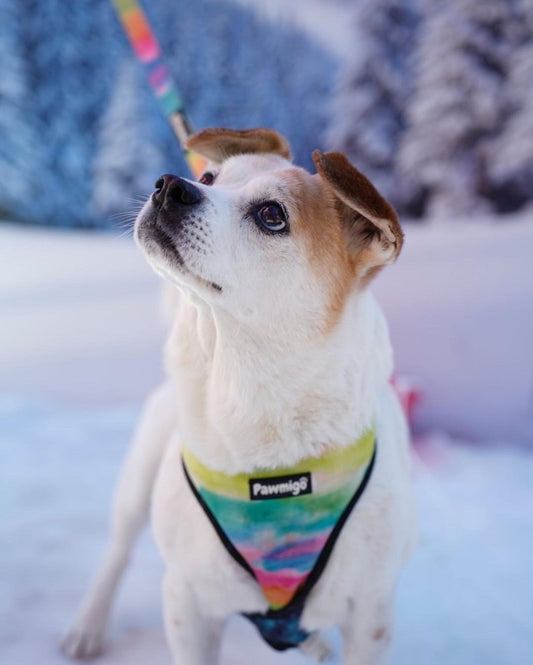 Tie-Dye For Leash Kit Dog Leash | Purrfect Pet Kingdom