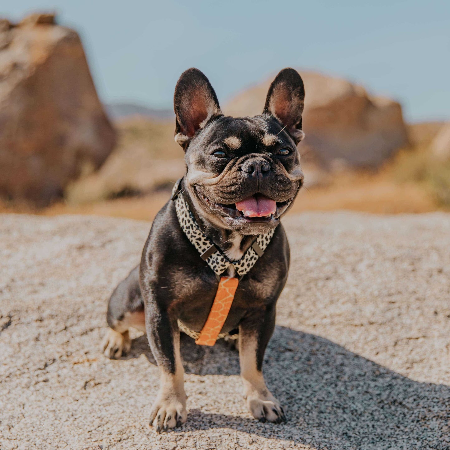 Wild Thing Free - Fit Harness - Free - Fit Harness - Pawmigo