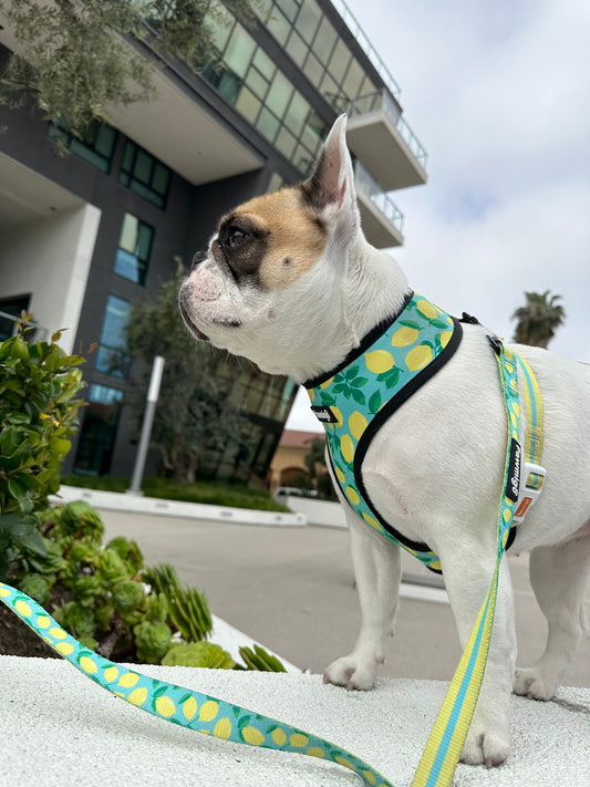 Worth The Squeeze Leash Kit - Leash Kit - Pawmigo