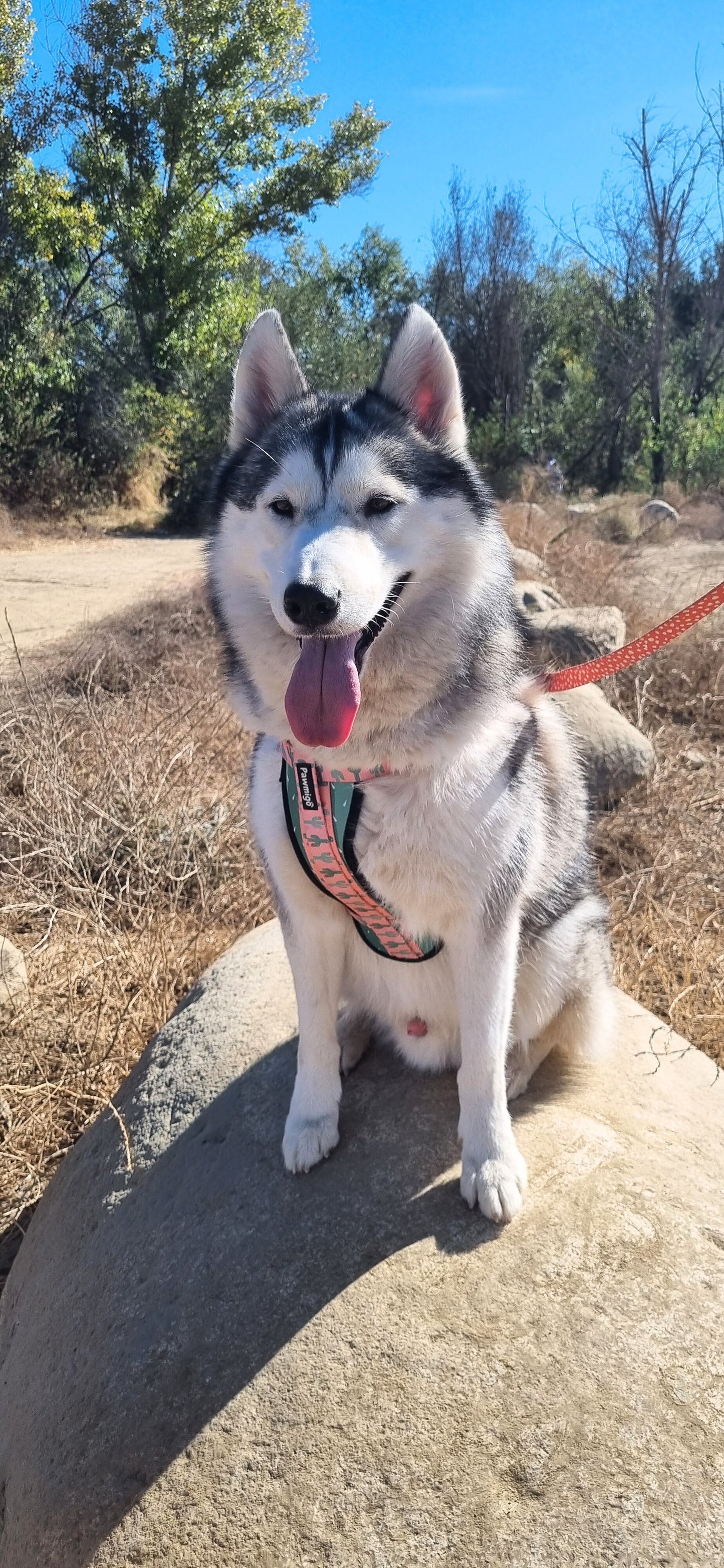 Succa For You X - Fit Harness - Pet Collars & Harnesses - Pawmigo