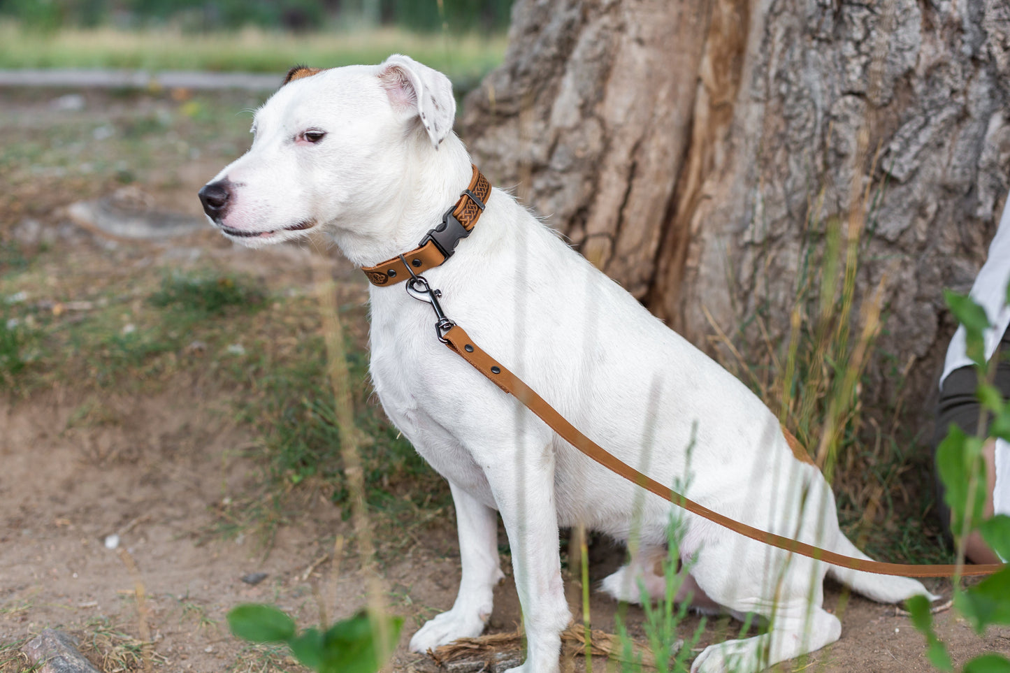 Dog Collar Celtic Sport Khaki Leather Collar for Daily Use - close up product image for dog collar