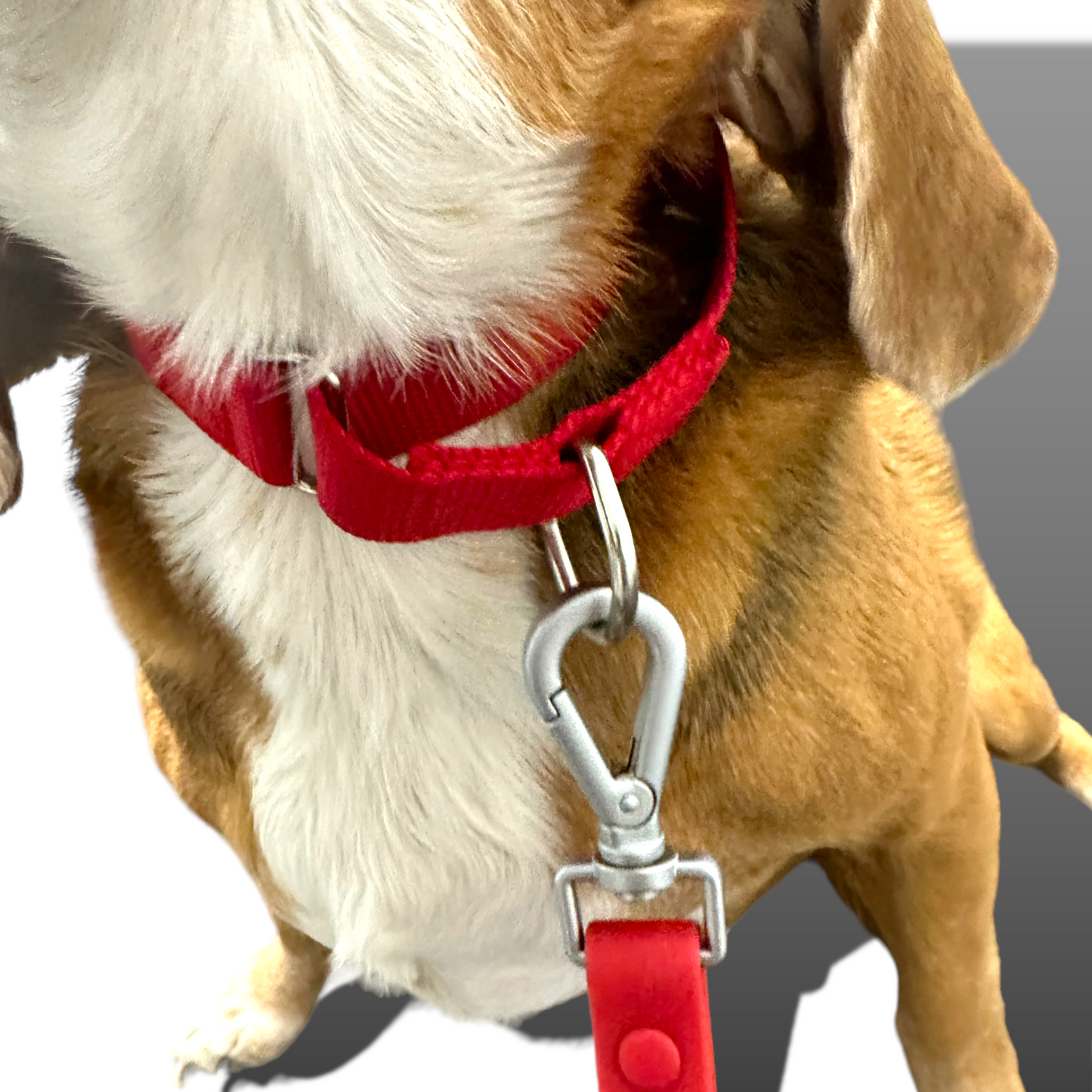 Martingale Dog Collar - Purrfect Pet Kingdom