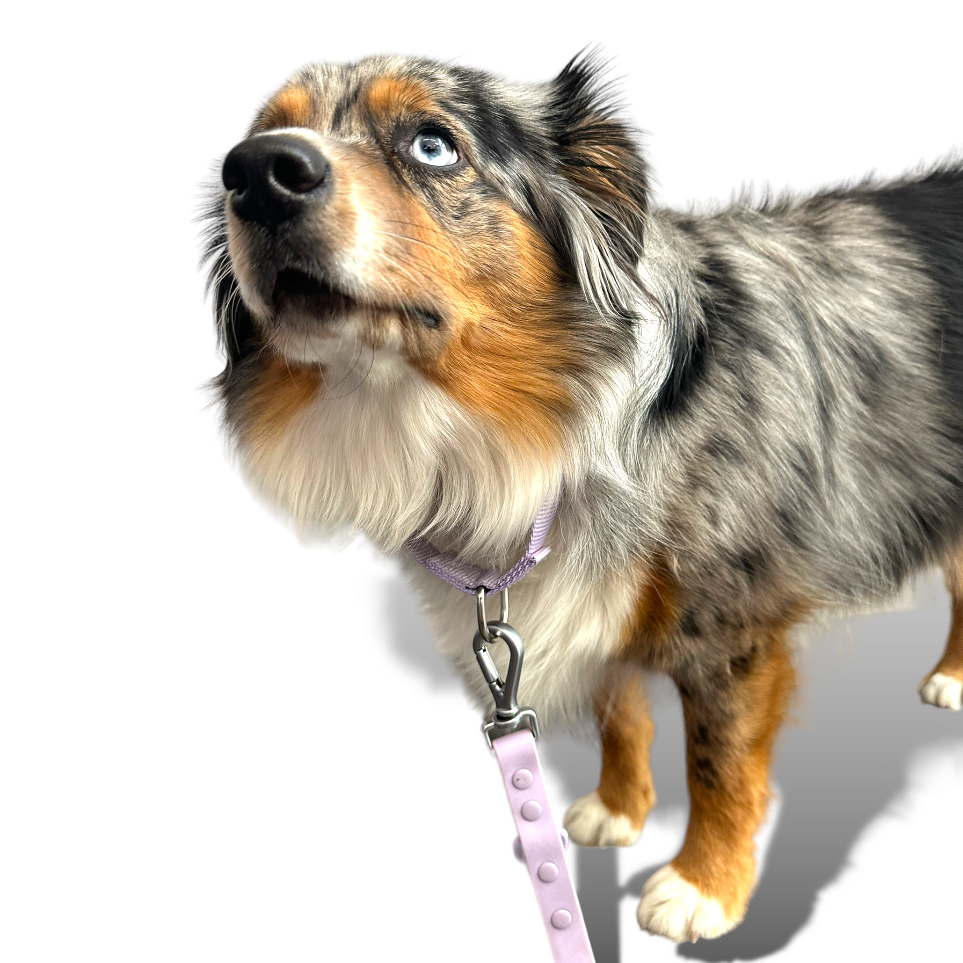 Martingale Dog Collar - Purrfect Pet Kingdom