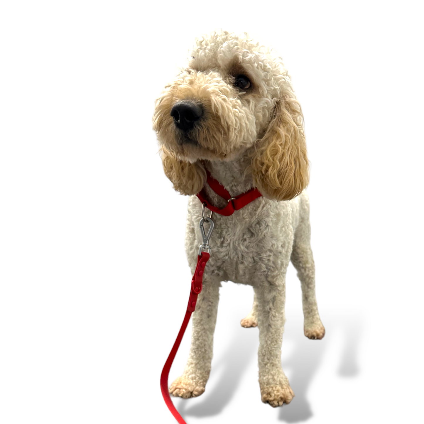 Martingale Dog Collar - Purrfect Pet Kingdom