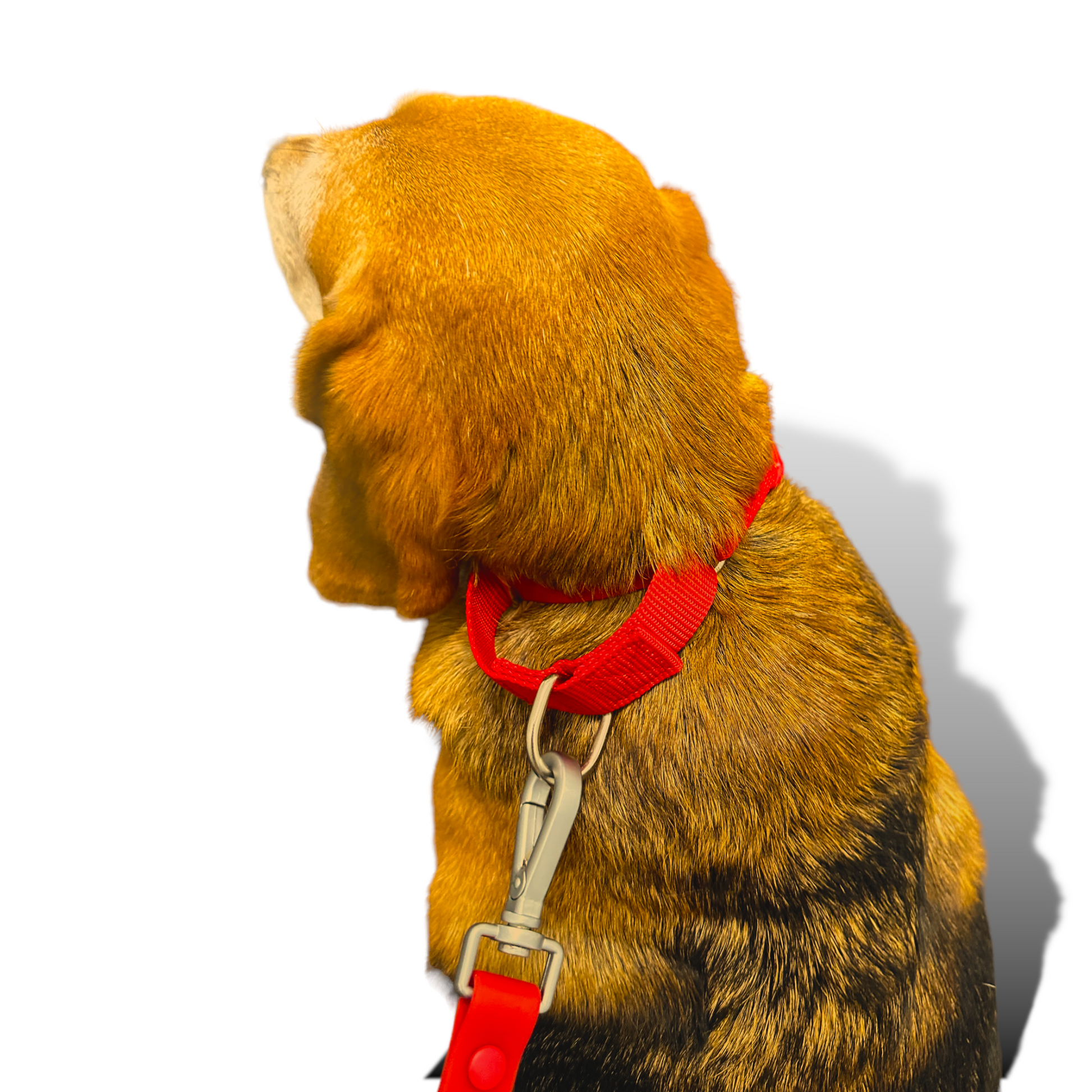 Martingale Dog Collar - Purrfect Pet Kingdom