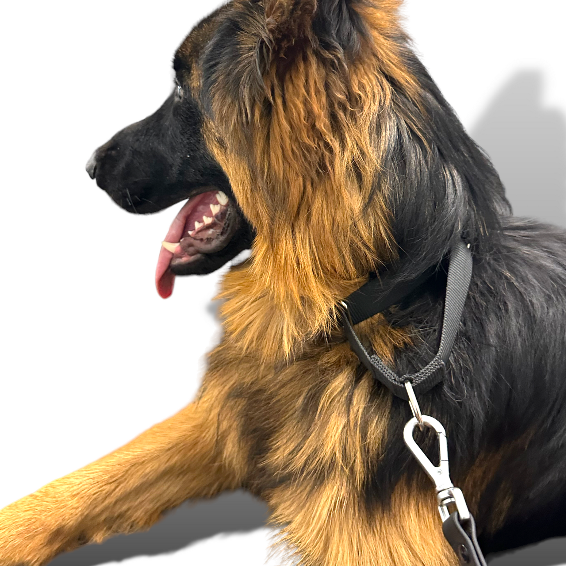 Martingale Dog Collar - Purrfect Pet Kingdom