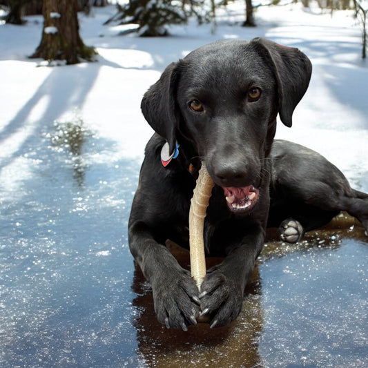 Hockey Stick Nylon Dog Chew Toy - Ultra-Durable for Aggressive