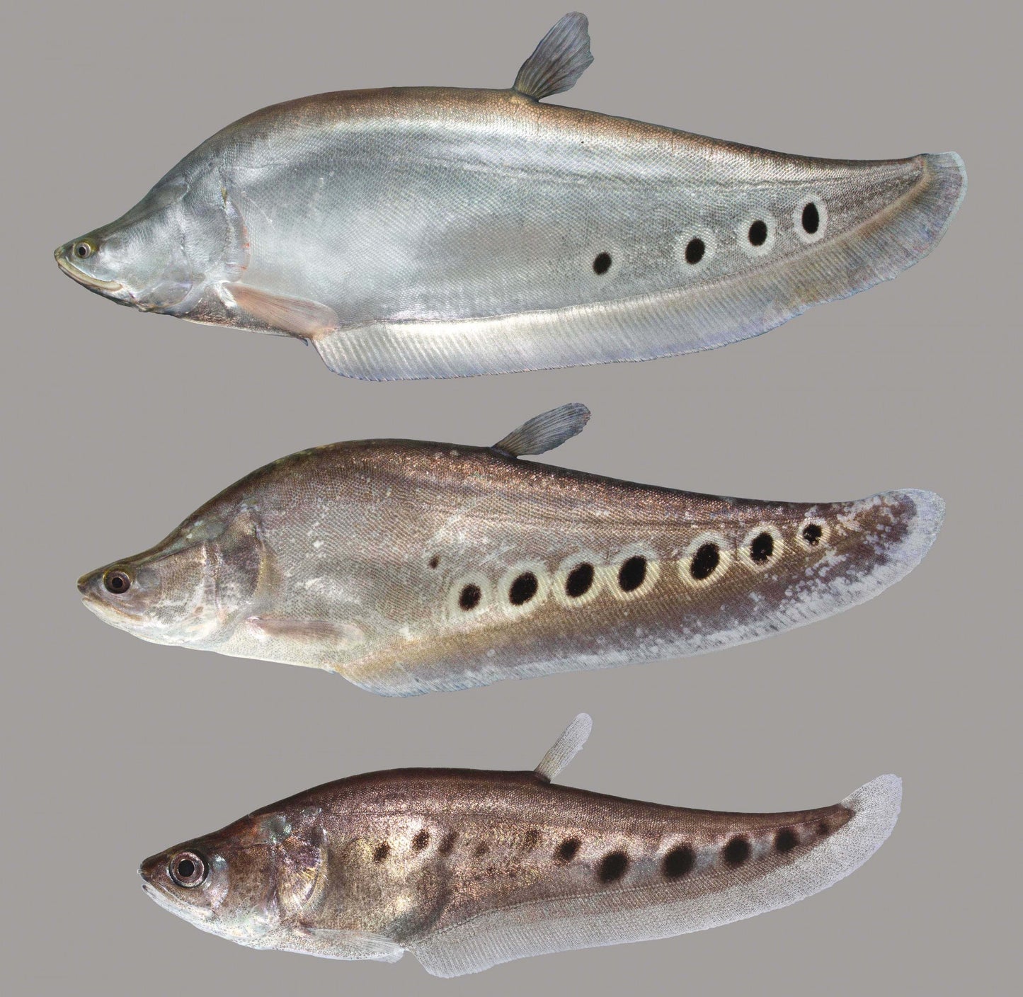 Clown Knifefish Live Tropical Fish