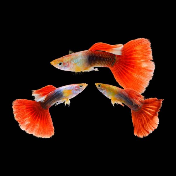 Red Tuxedo Guppy (Pair)