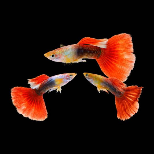 Red Tuxedo Guppy (Pair)