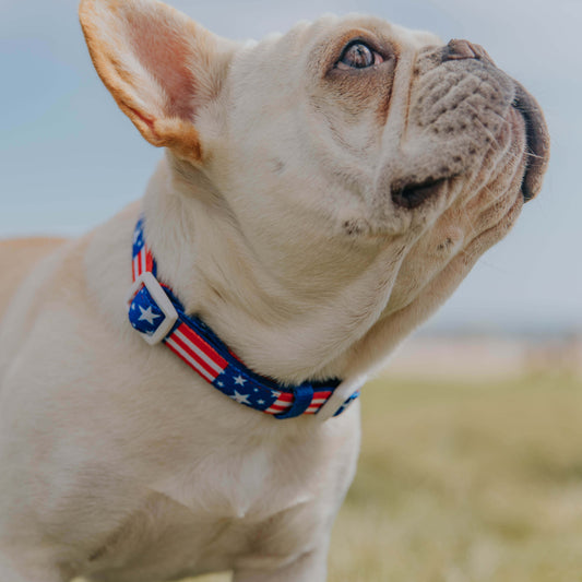Red, White, & Bark Classic Collar Dog Collar | Purrfect Pet