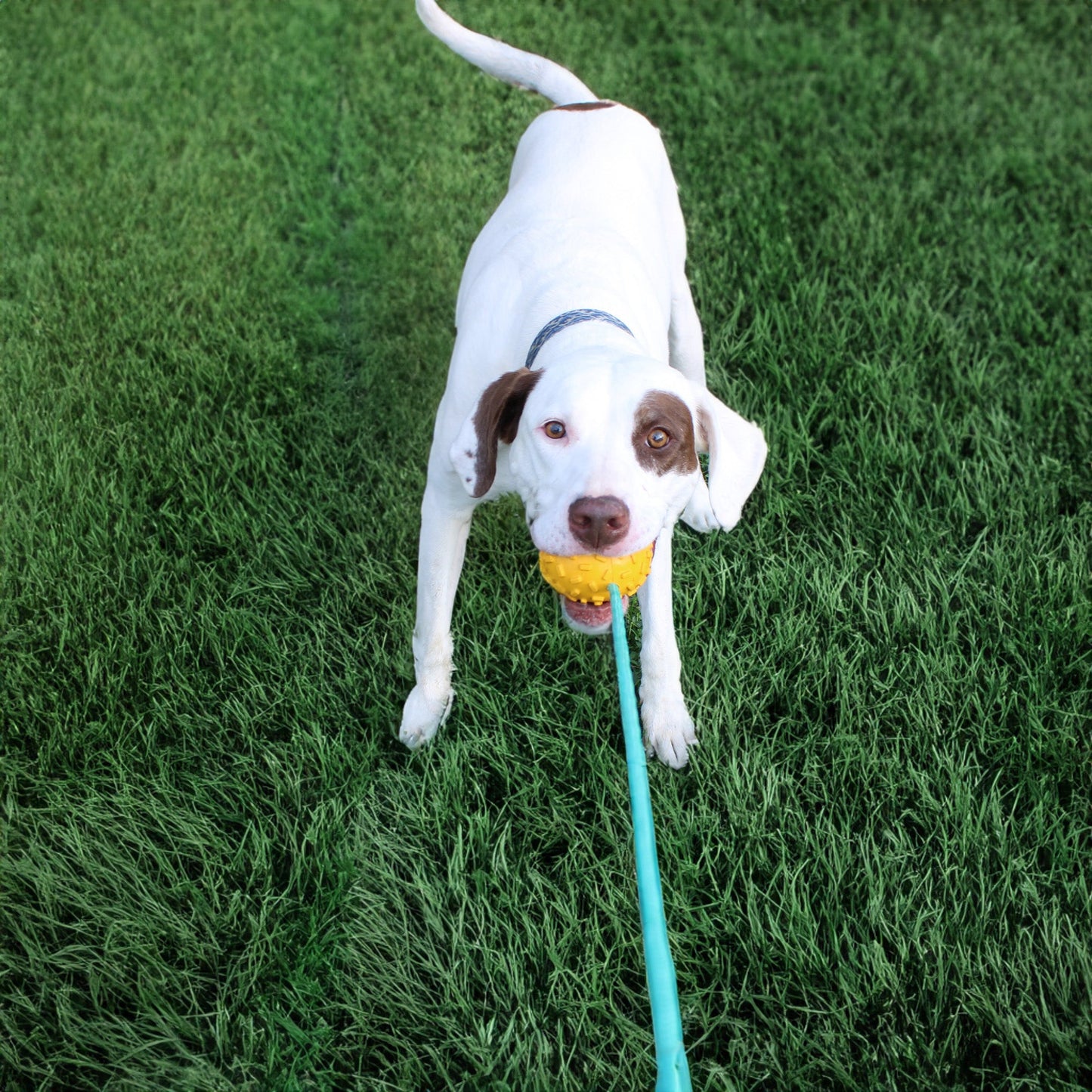 Mako Treat n Chew Rope Toy - Purrfect Pet Kingdom