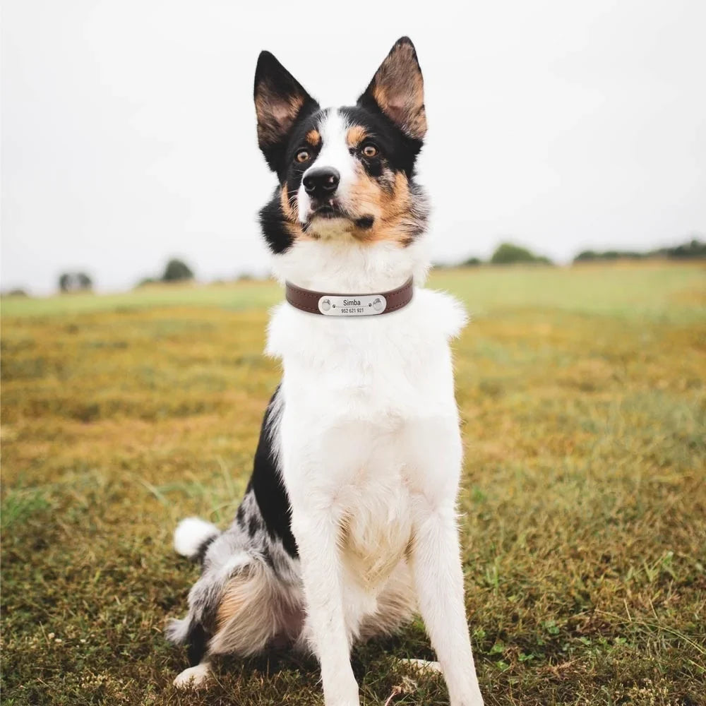 Personalized Dog Collar - Engraved ID Leather Collar