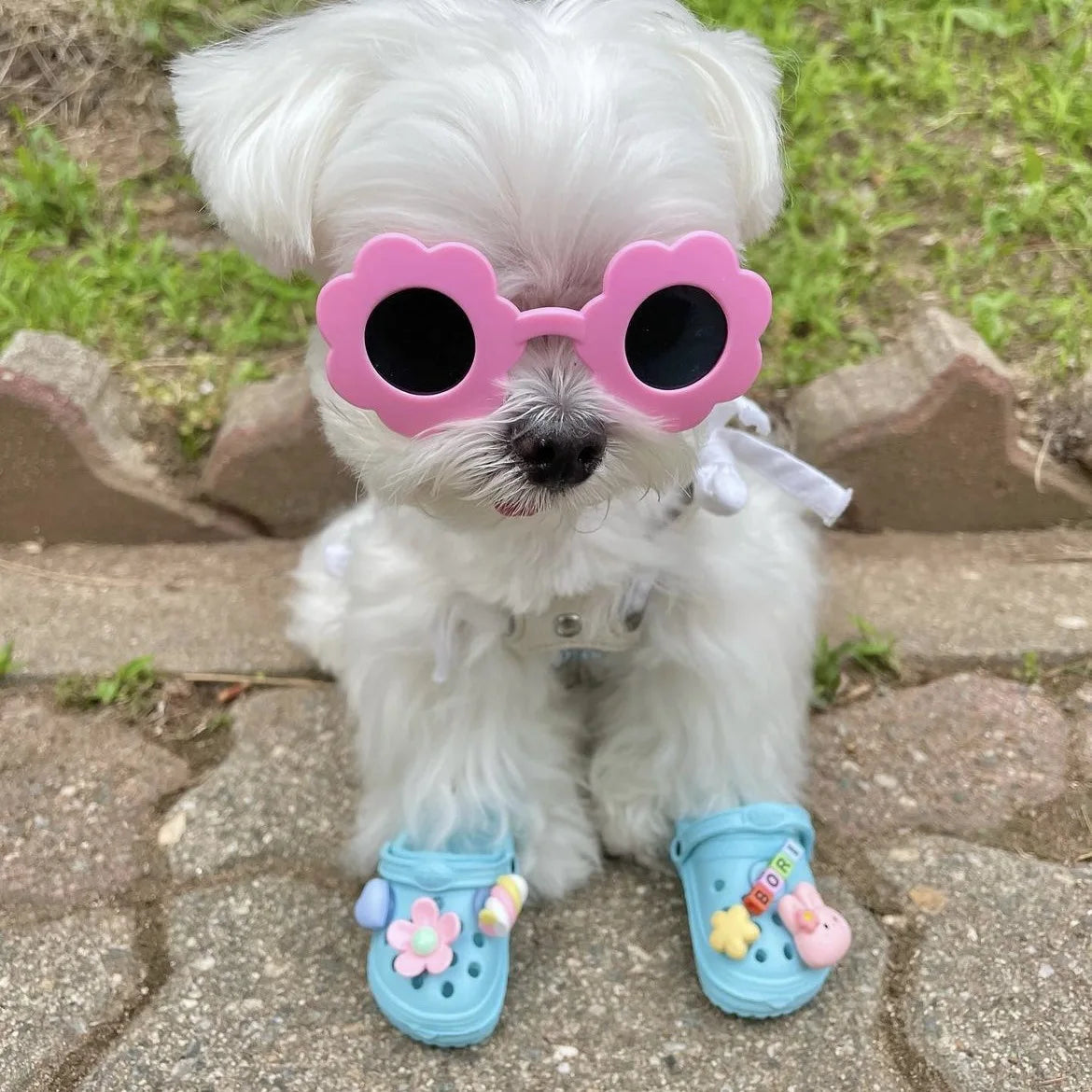 šļø Trendy Pet Beach Shoes - Instagram-Worthy Breathable Paradise with DIY Charm