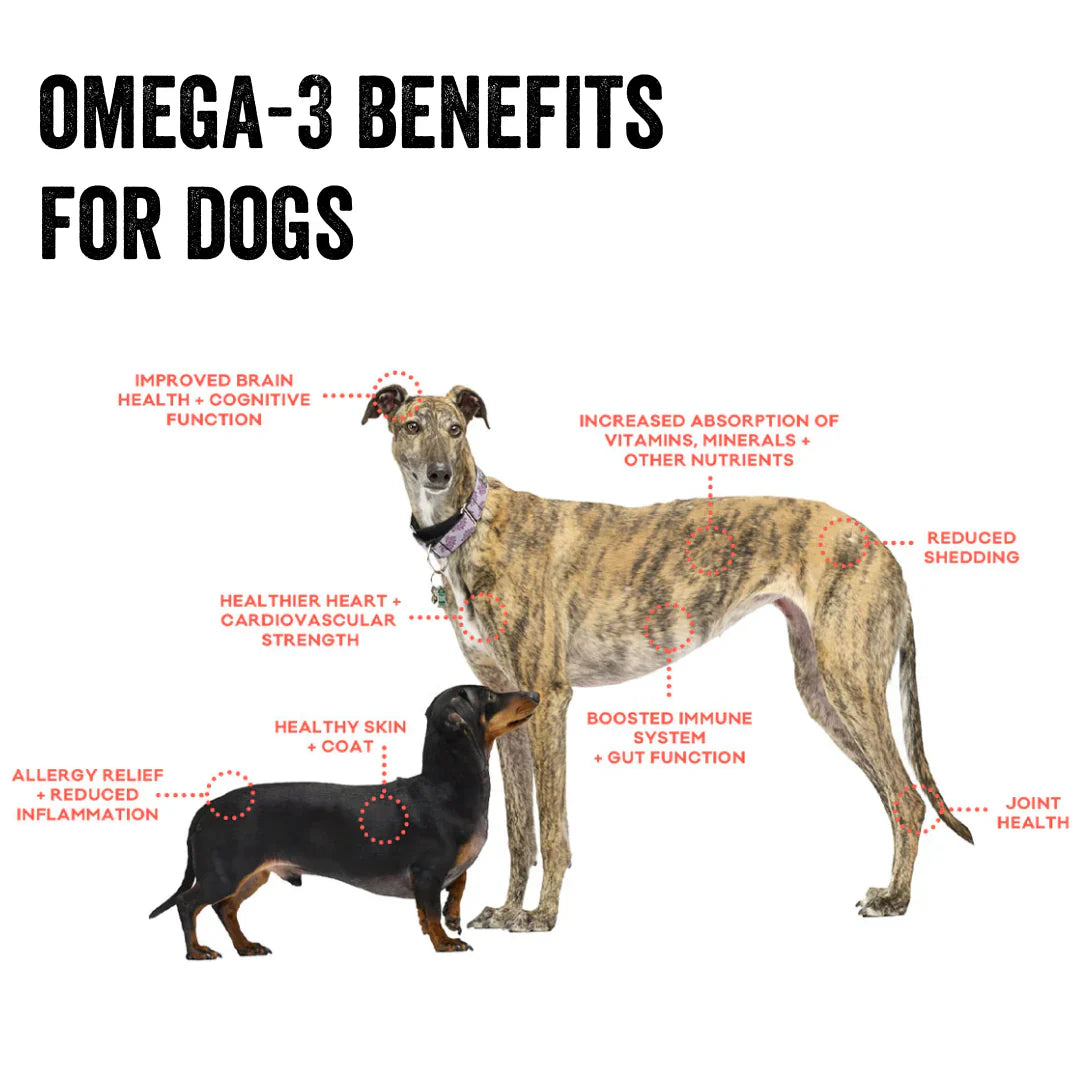 Polkadog Cod Skin Jerky Shorties (2oz) - Dog Treats - The Family Pet