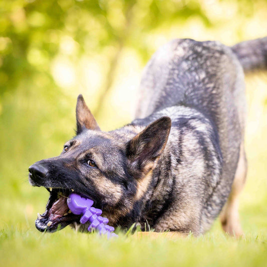 Fish Bone Nylon toy for Aggressive Chewers | USA Made