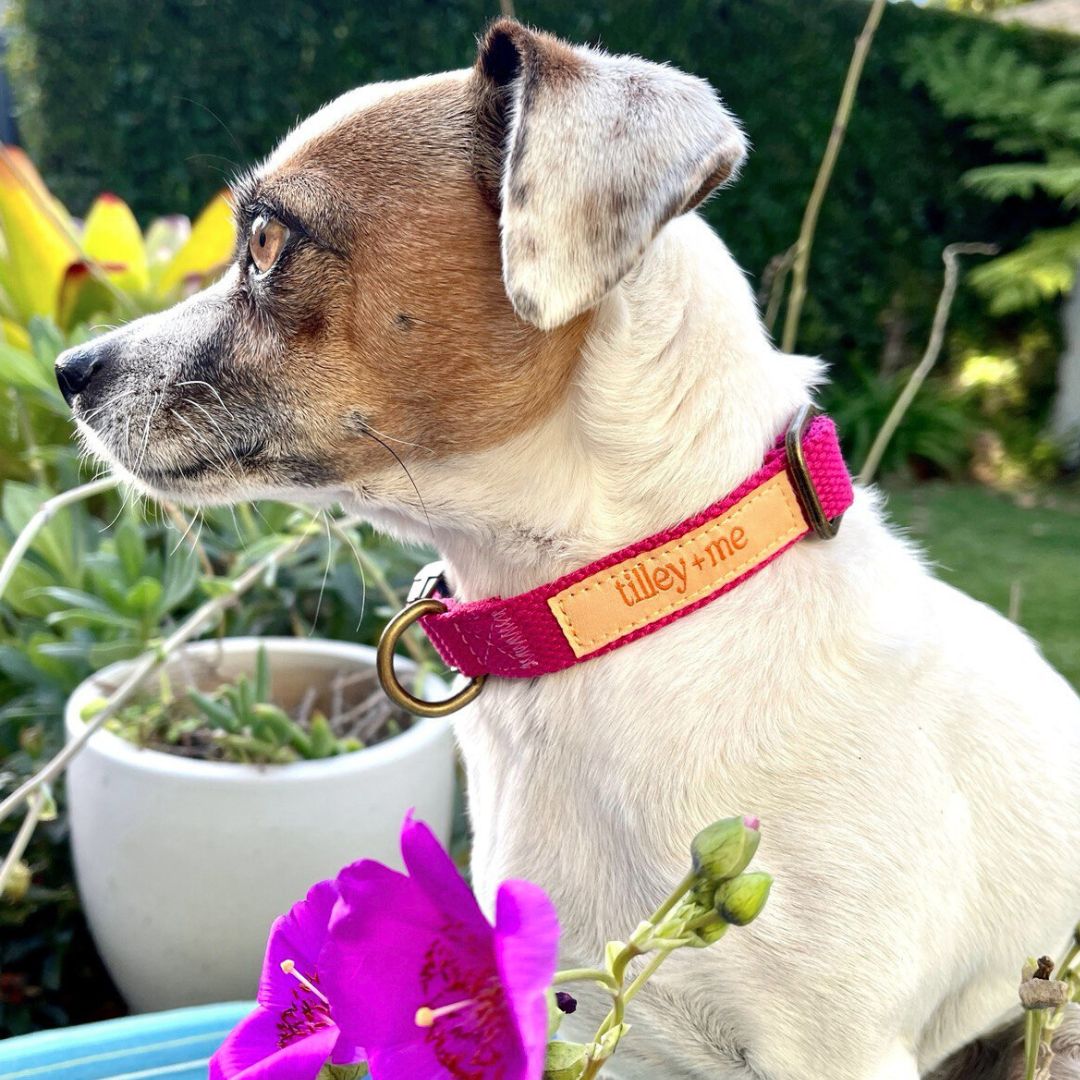 Malibu Sunset Sustainable Hemp Cotton Adjustable Dog Collar– Durable & Soft - Collars + Leashes - Tilley + Me