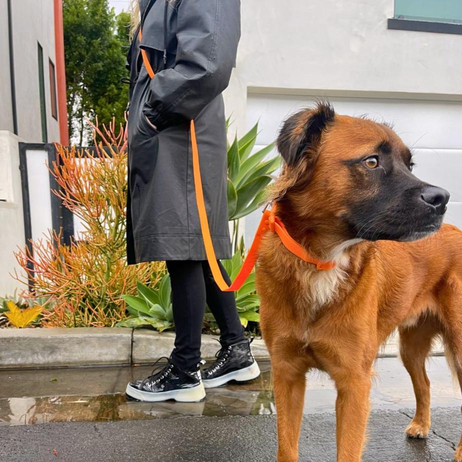 Dog Collar Waterproof PVC All Weather 🦮