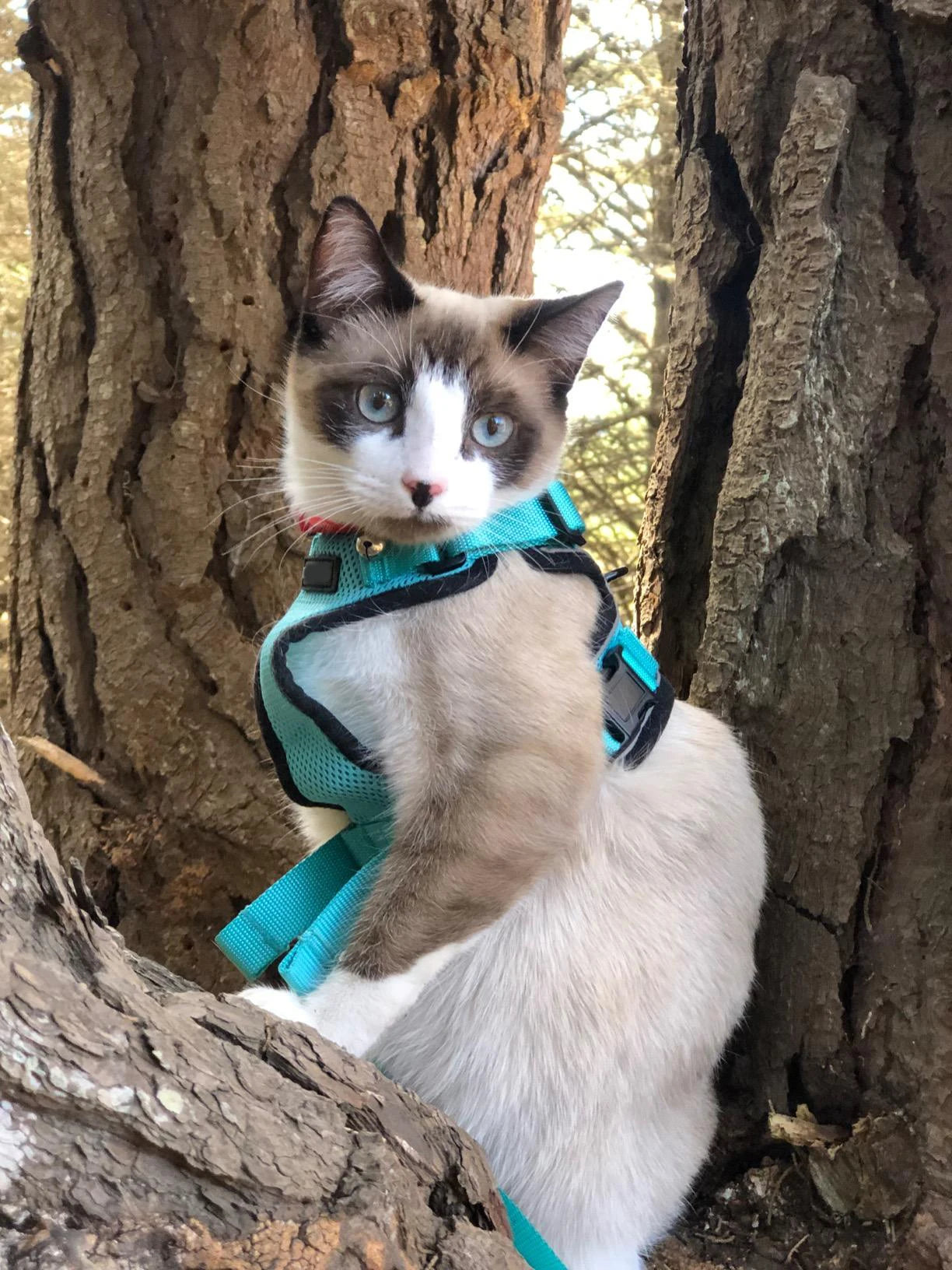 Escape-Proof Cat Harness & Leash Set - Purrfect Pet Kingdom