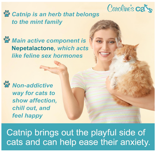 Caroline's Cats Organic Catnip Packets for Cat Toys 2.0 – More Potent Refill Pouches for Flapping Bird, Flopping Fish, and Others, 10 Tea Bags