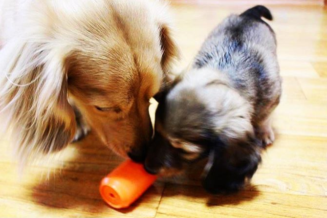 Can Toy Rubber Dog Chew Toy For Average Chewers Treat USA - gallery image 12