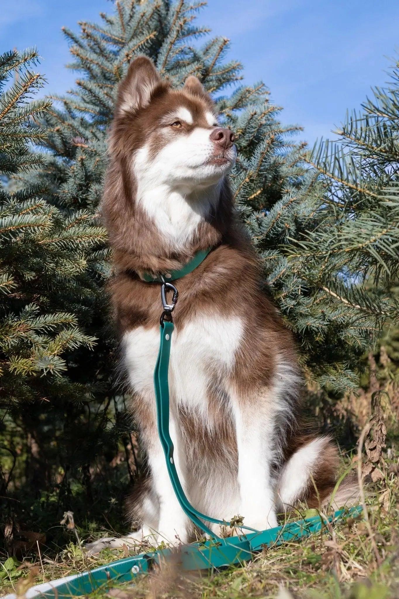 Siberian Spruce Waterproof Dog Collar - Dog Collar - Aria the Fox