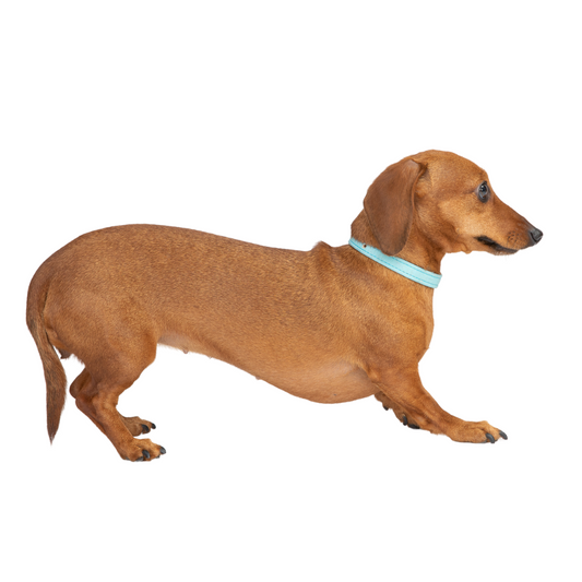 Sky Blue Cork Leather Collar - Purrfect Pet Kingdom