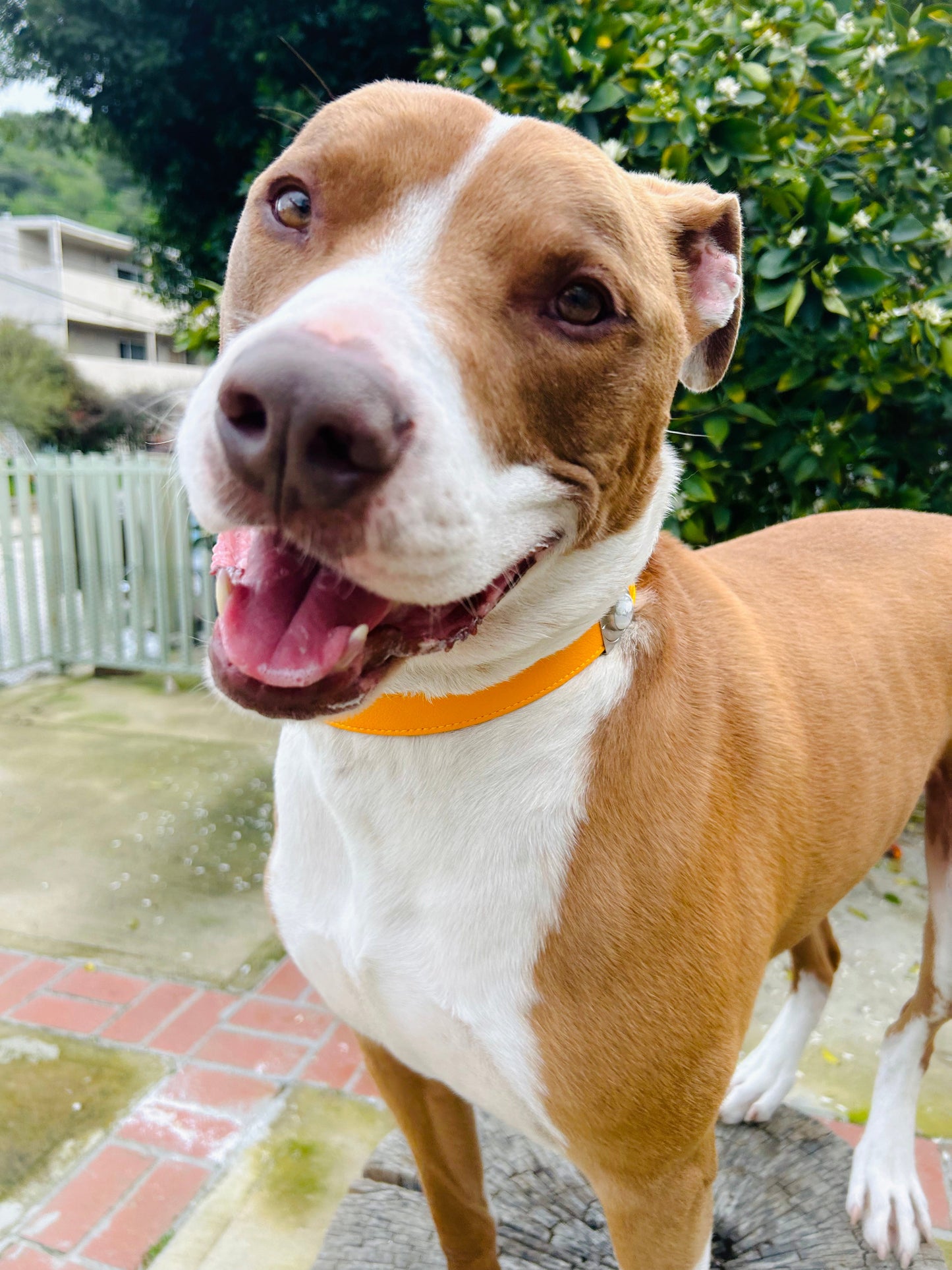 Sunflower Howl Collar Charm Set - Purrfect Pet Kingdom