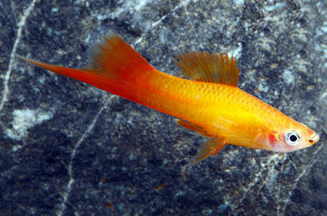 Marigold Swordtail Live Tropical Fish