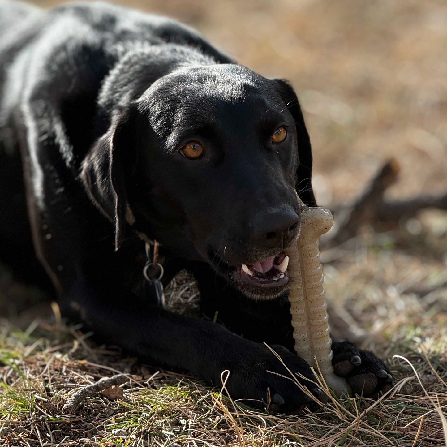 Black dog chewing a tan SodaPup Tough Bone nylon toy. Ultra-durable textured chew bone for aggressive chewers.
