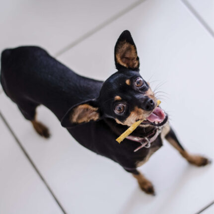 Dog Chews Chicken Twist Stix Small 10 Count 2.3 Oz ๐