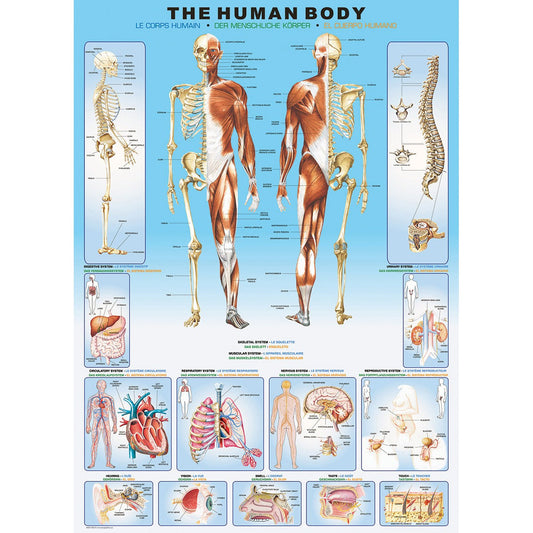 The Human Body 1000 Piece Jigsaw Puzzle Eurographics