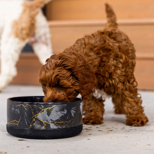 Limited Edition Ceramic Bowl - Dog Bowls & Feeders - Wasatch Pup