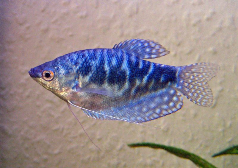 Blue Gourami Live Tropical Fish