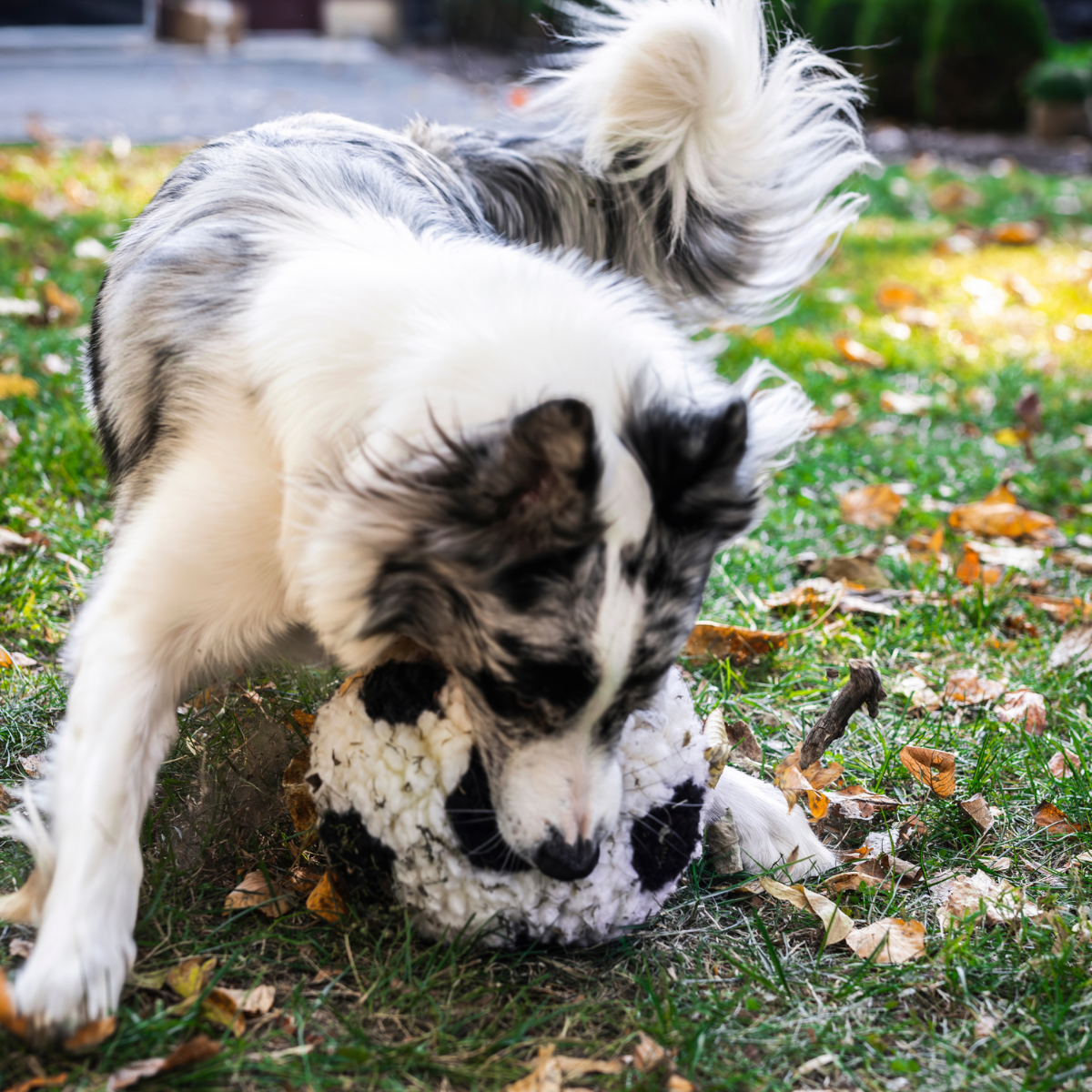 Dog Toy HuggleFleece Soccer Ball Toy Limited World Cup 2026 - lifestyle product image for dog toy