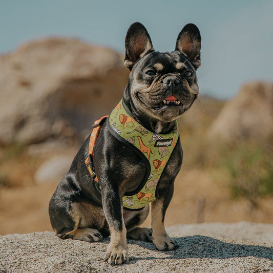 Wild Thing Reversible Harness Dog Harness | Purrfect Pet Kingdom