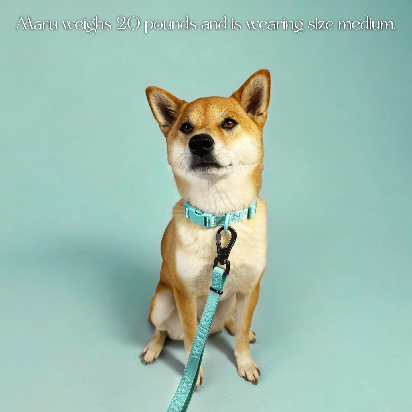 Dog Collar Nylon Quick Release Adjustable Lightweight ๐