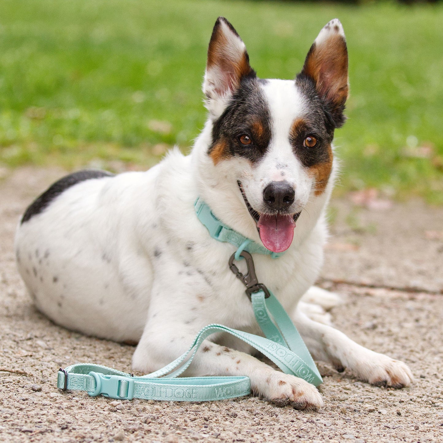 Dog Collar Nylon Quick Release Adjustable Lightweight ๐