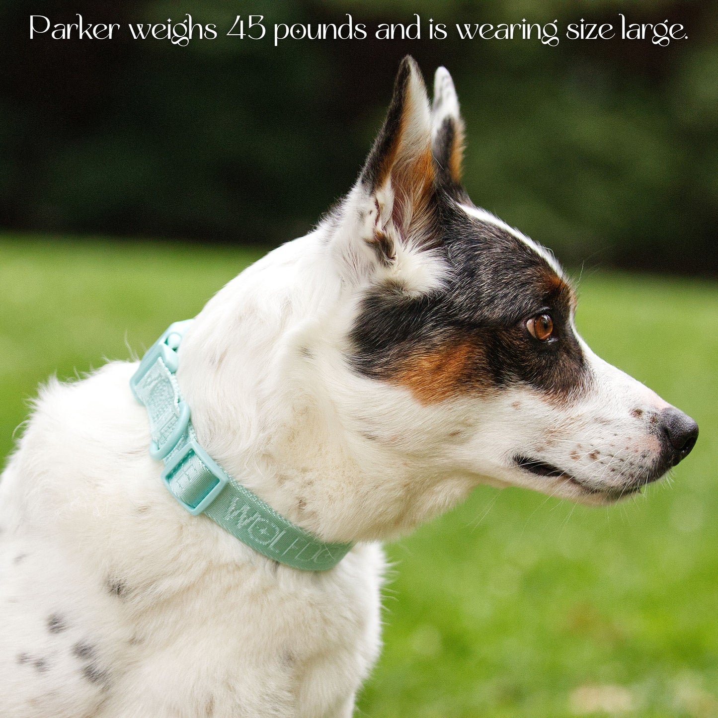 Dog Collar Nylon Quick Release Adjustable Lightweight ๐
