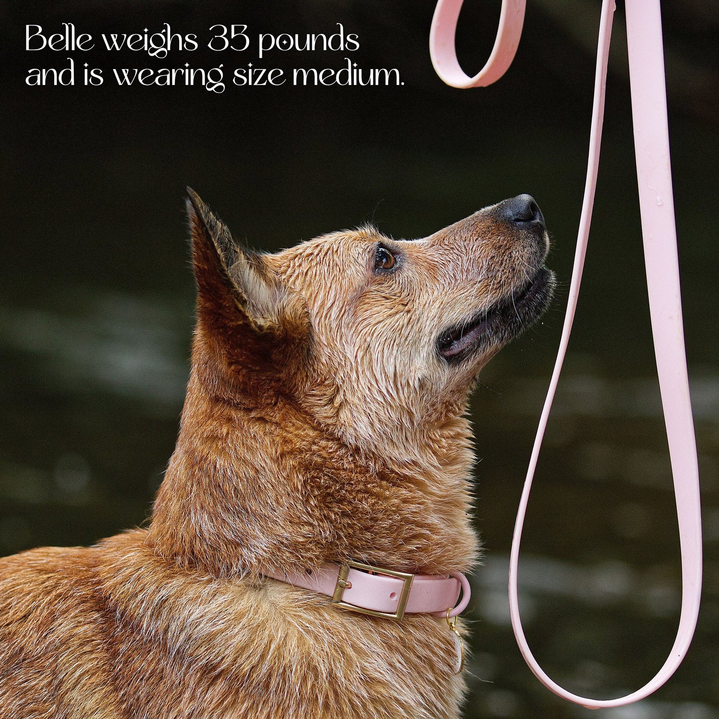 Dog Collar Waterproof Gold Hardware Easy Clean đ§