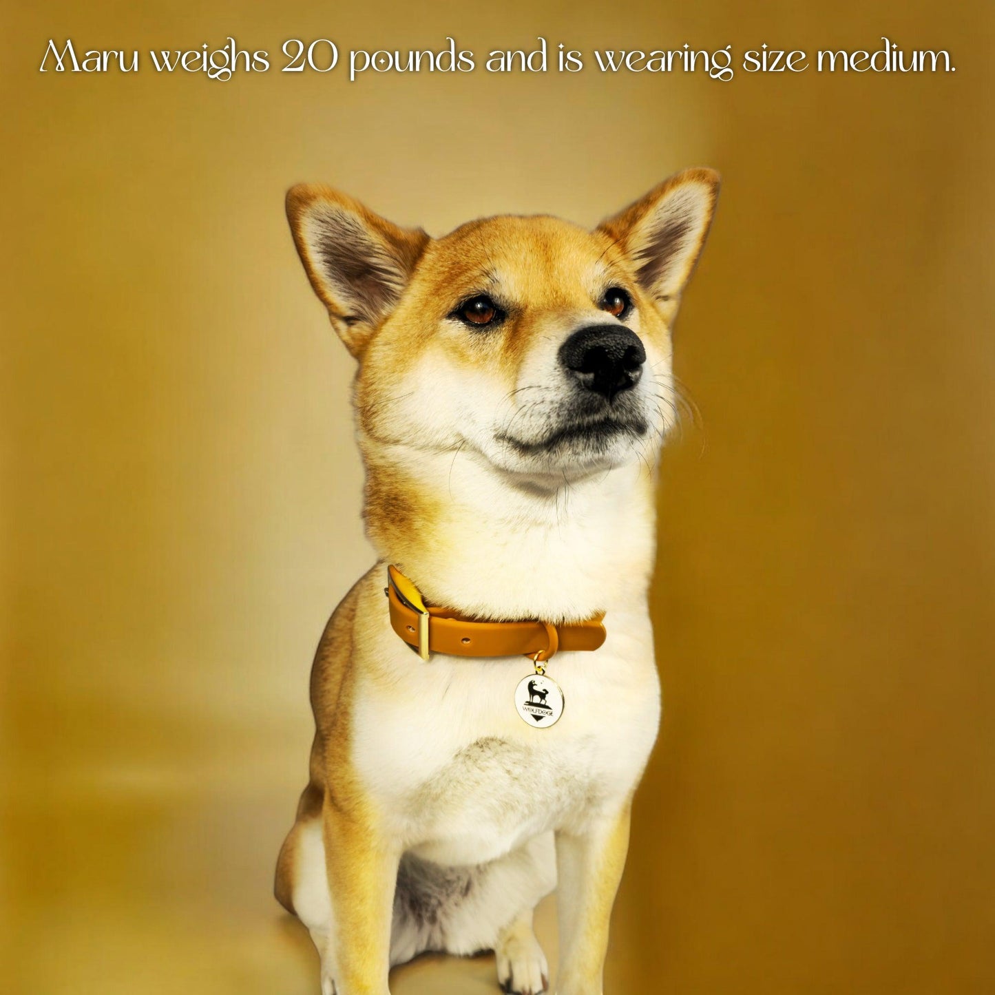 Dog Collar Waterproof Gold Hardware Easy Clean đ§