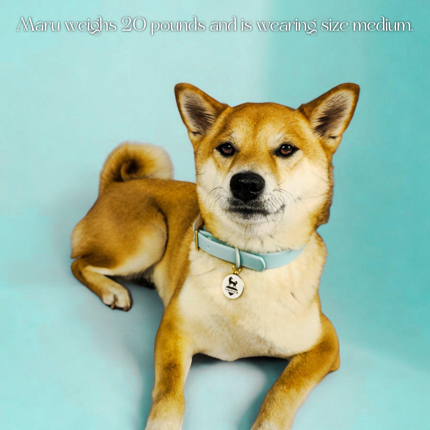 Dog Collar Waterproof Gold Hardware Easy Clean đ§