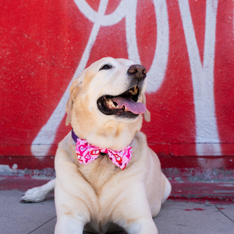 Love Pawtion #K9 Pet Bow Tie - 2 Sizes available
