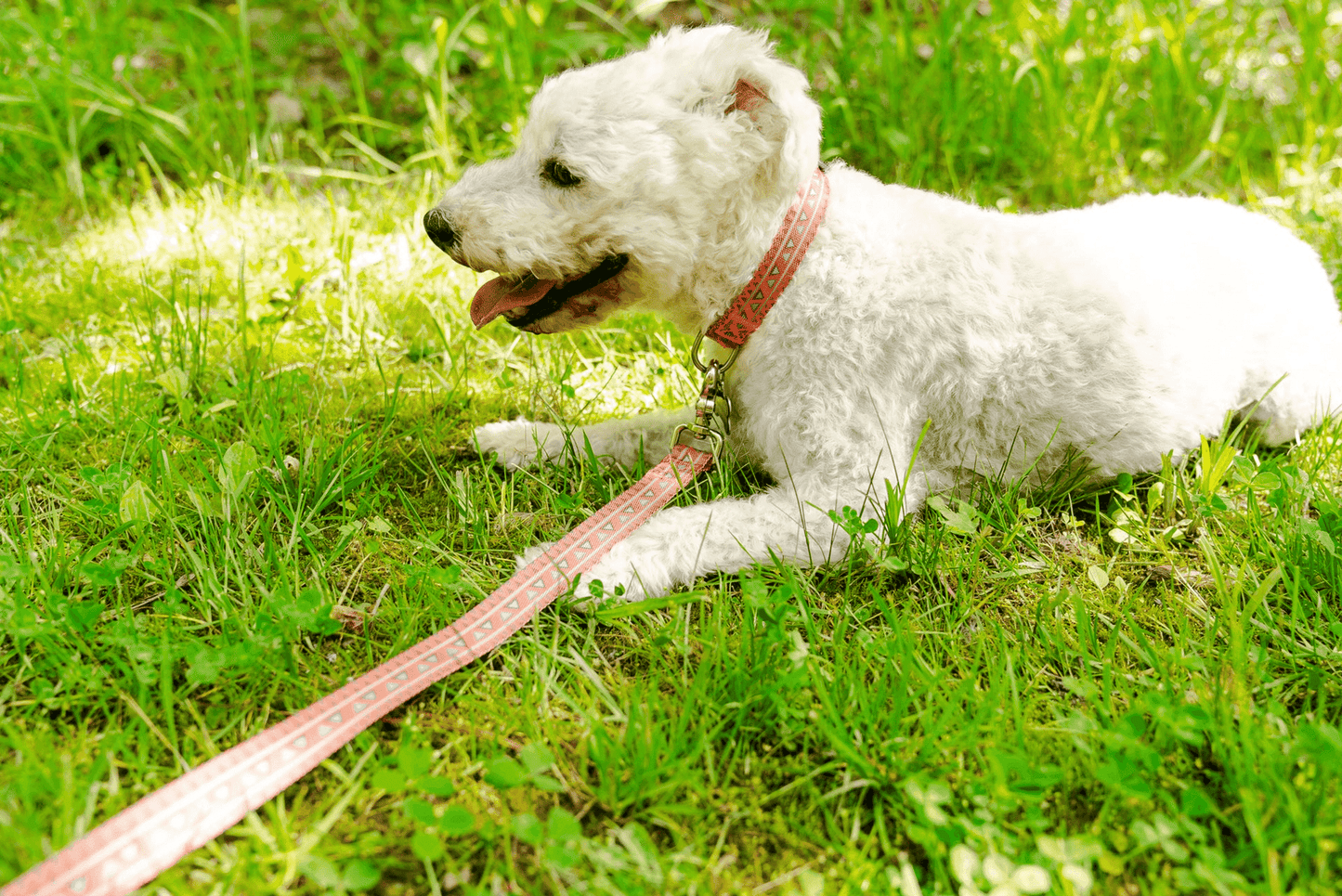 Purrfect Pet Kingdom Comfortable Adjustable Collar for Dogs Purrfect Pet Kingdom