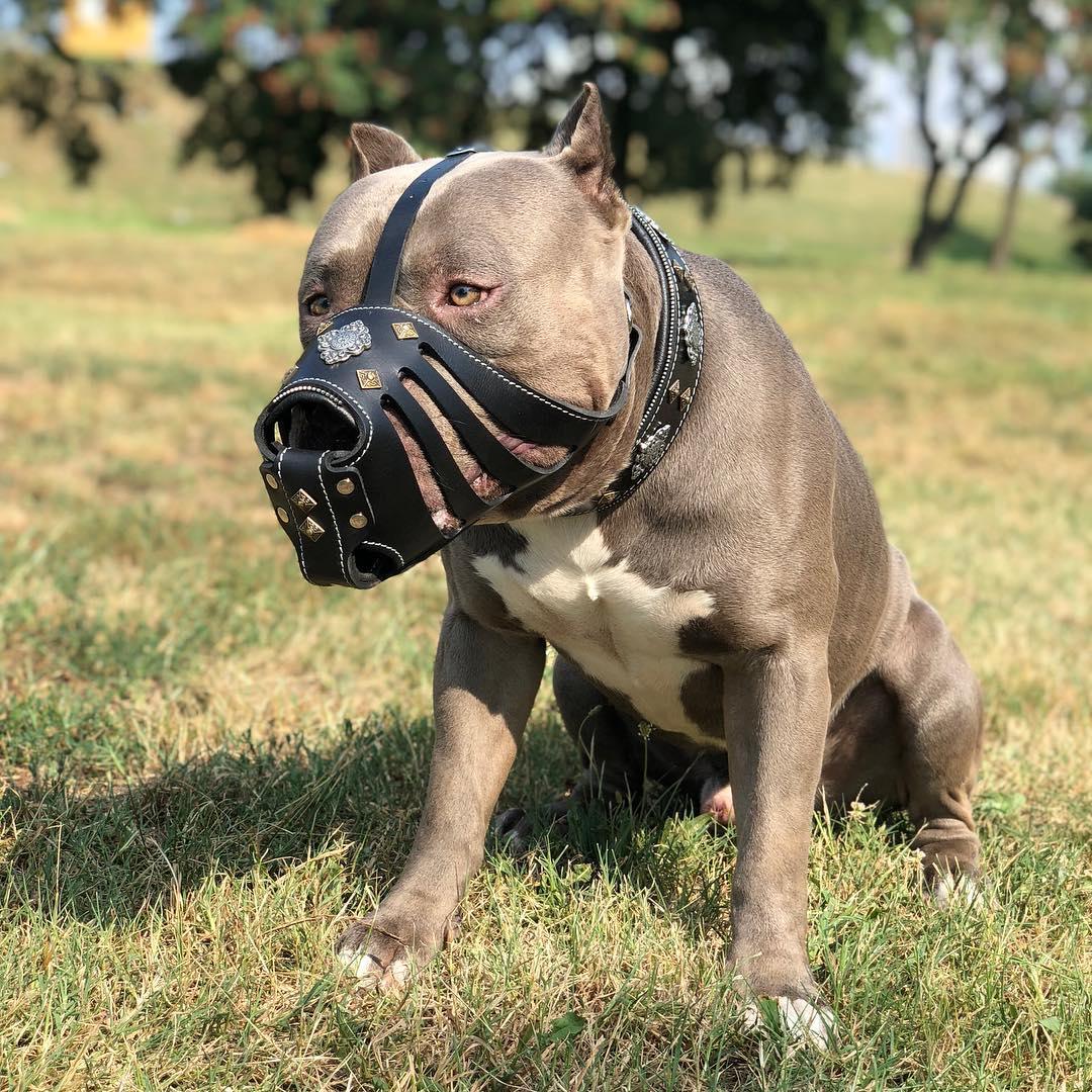 ''Aztec'' Basket Muzzle Black Bestia