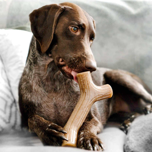 Dog enjoying a Bene Bone, a safe dog bone for heavy chewers, made for tough chewing sessions